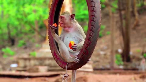 monkey on ring