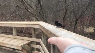 Hand Feeding the Red Bellied Woodpecker