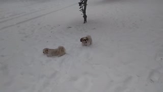 Shihtzu snow day