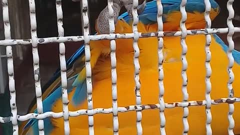 A very cool video of a colorful parrot in the cage