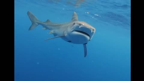 Tiger Shark Following Me In The Deep Sea😳