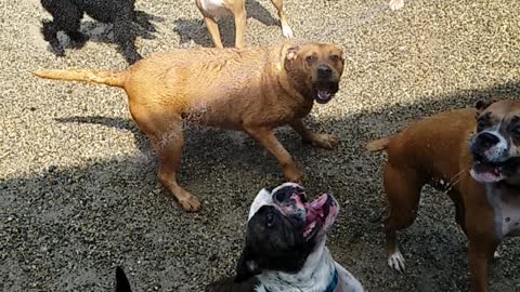 Dogs playing in the water