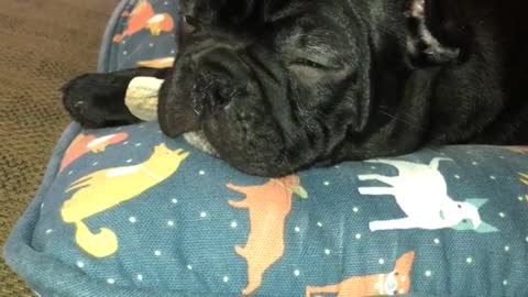 Sleepy black french bulldog dog laying on blue animal pillow falls asleep