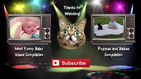 Funny Bulldog and Baby Videos Compilation