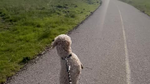 Upright Dog Goes On Morning Walk