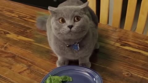 Cat Scared Of Vegetables 🤮🤮| Cat Doesn't Finish Vegetables