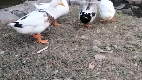 Duck 🦆 Sounds Video By Kingdom of Awais