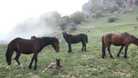 Horse 🐎 eating in the mountains 🏔 videos