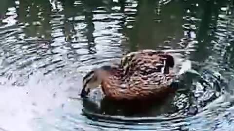 Female duck#shortsviral