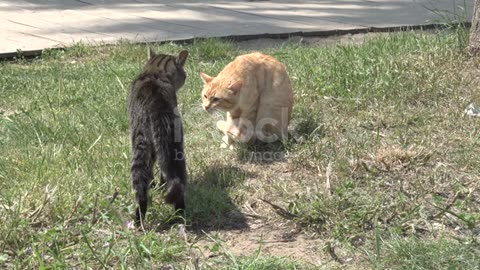 Cats fighting