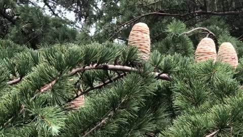 Pine balls on pine trees