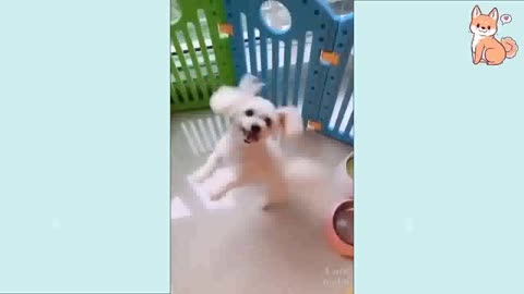 happy puppy dances on 2 legs