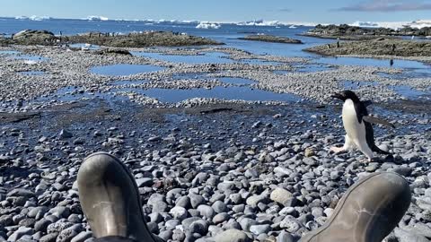 penguins running on the rocks