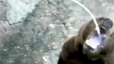 Yummy! Milk best animal funny video 2022 #animals #bear #funnyanimals #funiestvideo