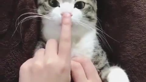 Very Adorable cat scene