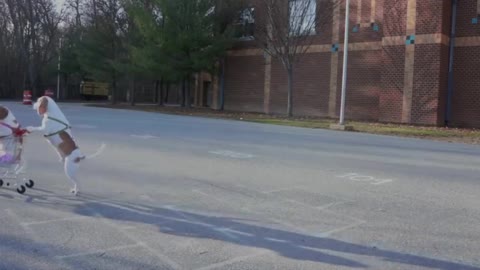 Funny dogs going for shopping