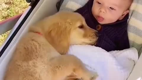 Dog and small baby sleeping