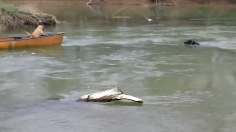 Heroic Dog Rescues Two Dogs Trapped In A Moving Kayak