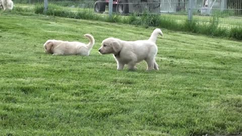 The cute dogs are eating grass in the ground