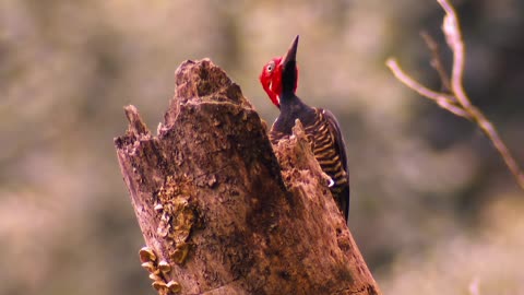 Breathtaking Colorful Birds of the Rainforest2 Part.etKiQp