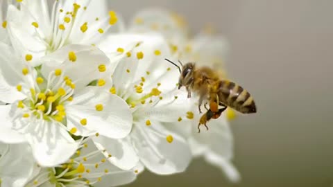 White flower with interesting flower video beautiful flower and insects 🐞 flying on tha flower