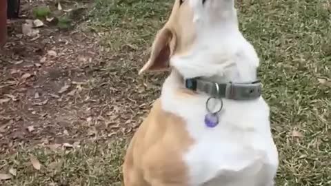 Tan dog catching leaves outside in slo mo