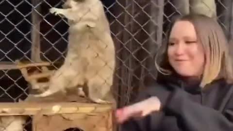 Funny raccoon dancing like the girl