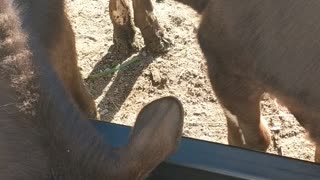 morning feeding for cows