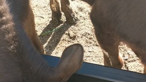 morning feeding for cows