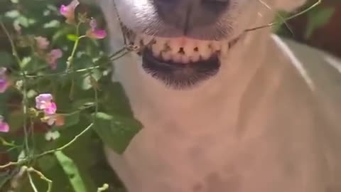 Funny and cute dog