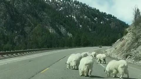 Mountain Goats Block the Road in Jackson Hole Wyoming