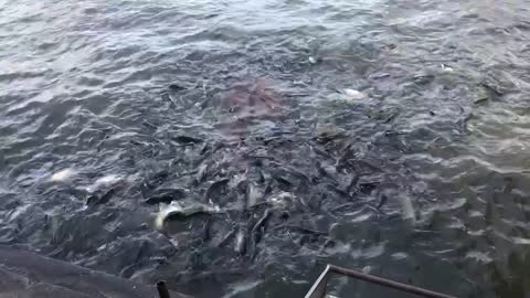 releasing catfish on the Chao Phraya River