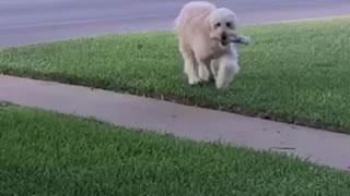 Dog retrieving the morning paper