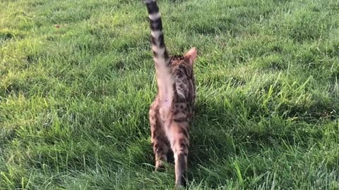 Klavier the cat stalking our Neighborhood Bunny! 😹