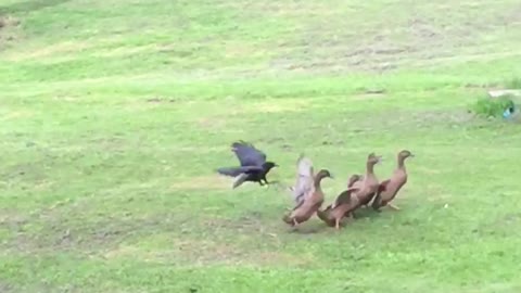 Black crow chasing and scaring a bunch of brown ducks