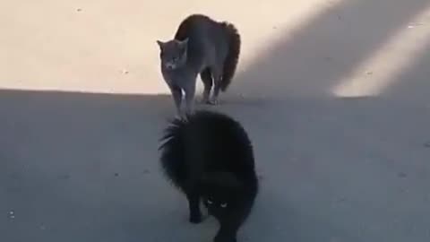 very funny fighting dog and cats