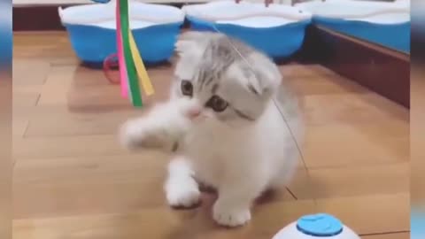 Cat is playing with paper butterfly