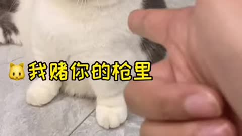 Funny Cats Expression. Cute and Baby Cats Videos Compilation