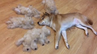 Shedding Shiba Inu creates entire new "family"