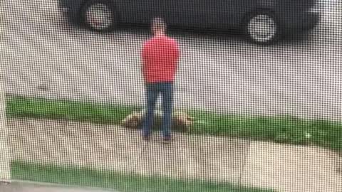 Dog Laying in Grass Doesn't Want to Continue Walk