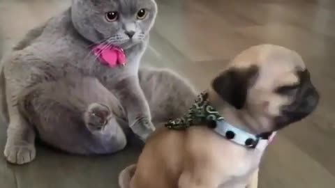 Beautiful cat and dog