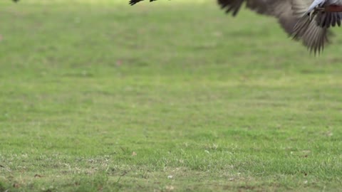 A flock of cockatoo birds flying away - With very beautiful music