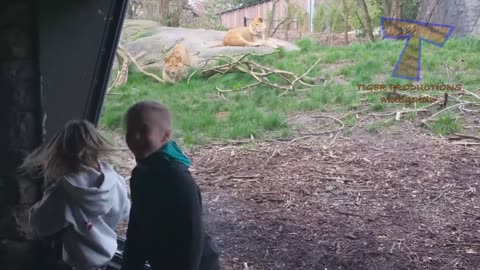 Funny KIDS vs ZOO ANIMALS are WAY FUNNIER! - TRY NOT TO LAUGH