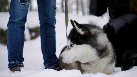 Family portrait of cute happy couple hugging with their alaskan malamute dog licking man's face