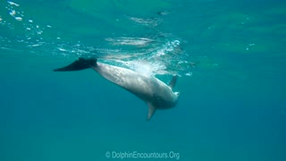 Wild Dolphin Pansy Shell Play