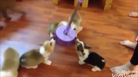 !! BEST FUNNY DOGS AND CAT COMPİLATİON #FUNNY PETS