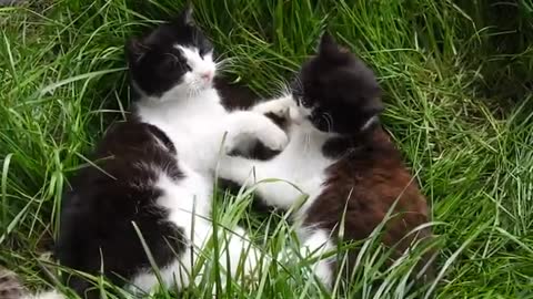 Cats just playing