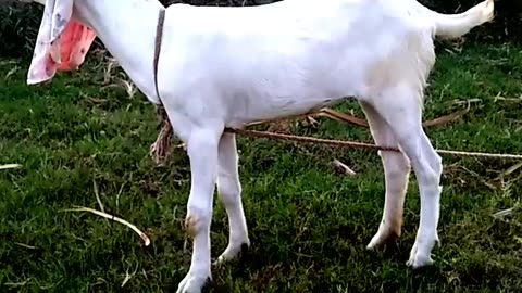 Goat farming