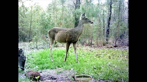 South East Texas Backyard Wildlife Garden 67