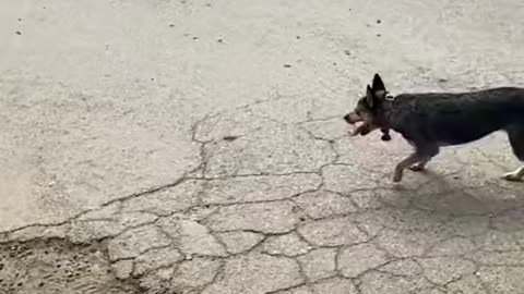 Dog vs Toy car